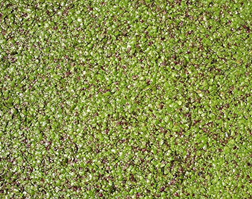 haus & garten Lentille à eau - Très grande portion - 40 x 40 cm - Idéal pour plantes de bassin