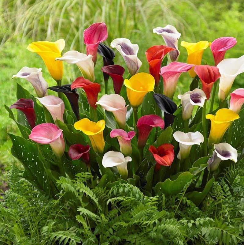 Calla Lily Mix Bulbs - Perennial Lily, Versatile & Long-Lasting Addition to Garden | Calla Lily Mixture Bulbs for Planting - Easy to Grow (6 Pack)