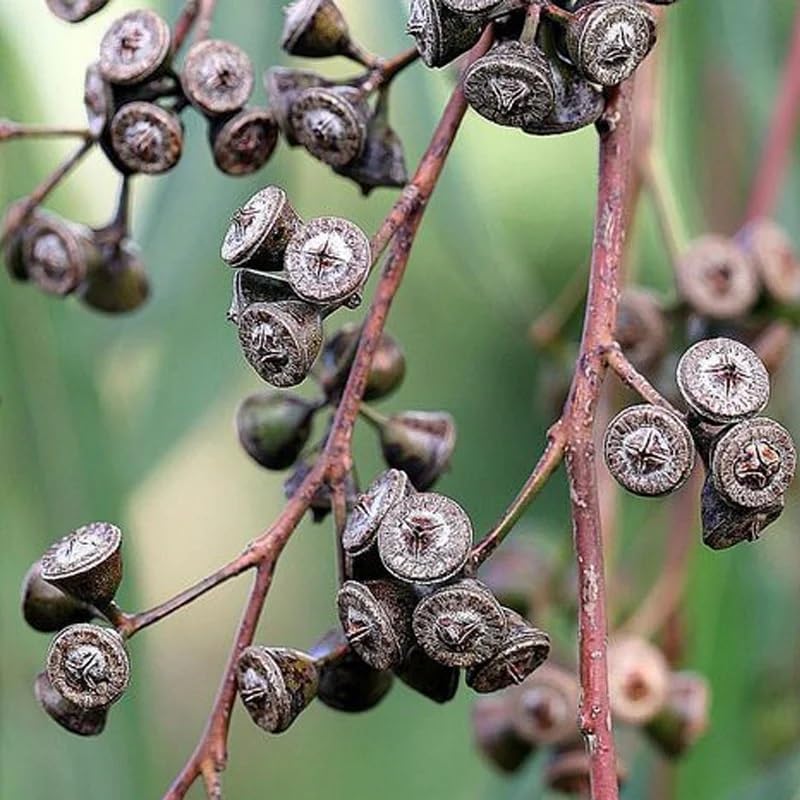 Eucalyptus grandis (Rose Gum, Flooded Gum, Grand Eucalyptus) Tree Seeds, Impressive Size, Attractive Apearance, and Commercial Value, Seeds by MySeeds.Co, You Choose The Amount (1 oz)