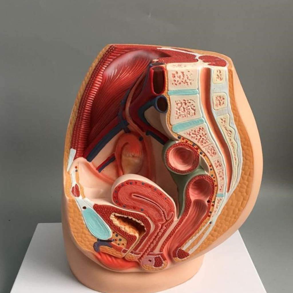 Modello Educativo Modello Anatomico Del Bacino Femminile, Sezione Sagittale Mediana Prostatite Ginecologica Modello Umano Anatomico Scientifico In Pvc Per Aiuti Alla Formazione Medica Educativa, Mode