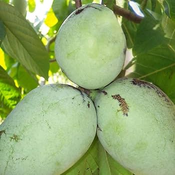 Amazon.co.jp: ピーターソン ポポー2年生接木苗/5号ポット苗(品種