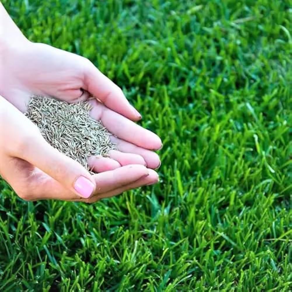 Premium American Imported Bermuda Lawn Grass Seeds for Home and Gardening, All-Season Mix, Natural Green Coverage, Pack of 3000+-image-6