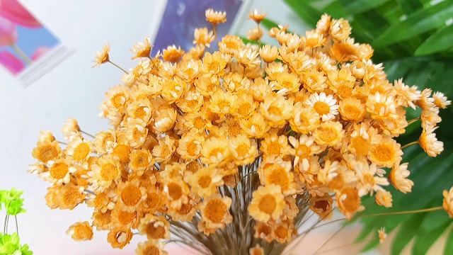 Mini flores secas margaritas brasileñas 300 unidades miniatura 7