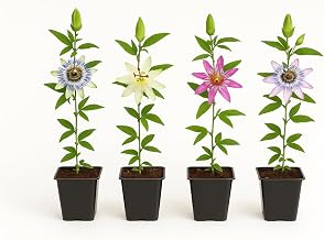 Exotenherz Passiflora Rainbow - Plantas trepadoras (4 unidades, maceta de 11 cm)