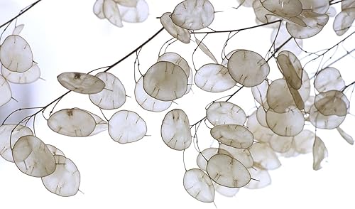 Miniatura 3 de Semillas Silver Dollar (Lunaria) Planta de Dinero Flores Bienales para Plantar