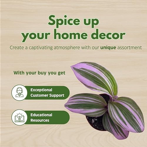 Miniatura 6 de Surtido de Wandering Due, variedad Tradescantia, 2 pulgadas, juego de 3 pequeñas mini plantas Pixie