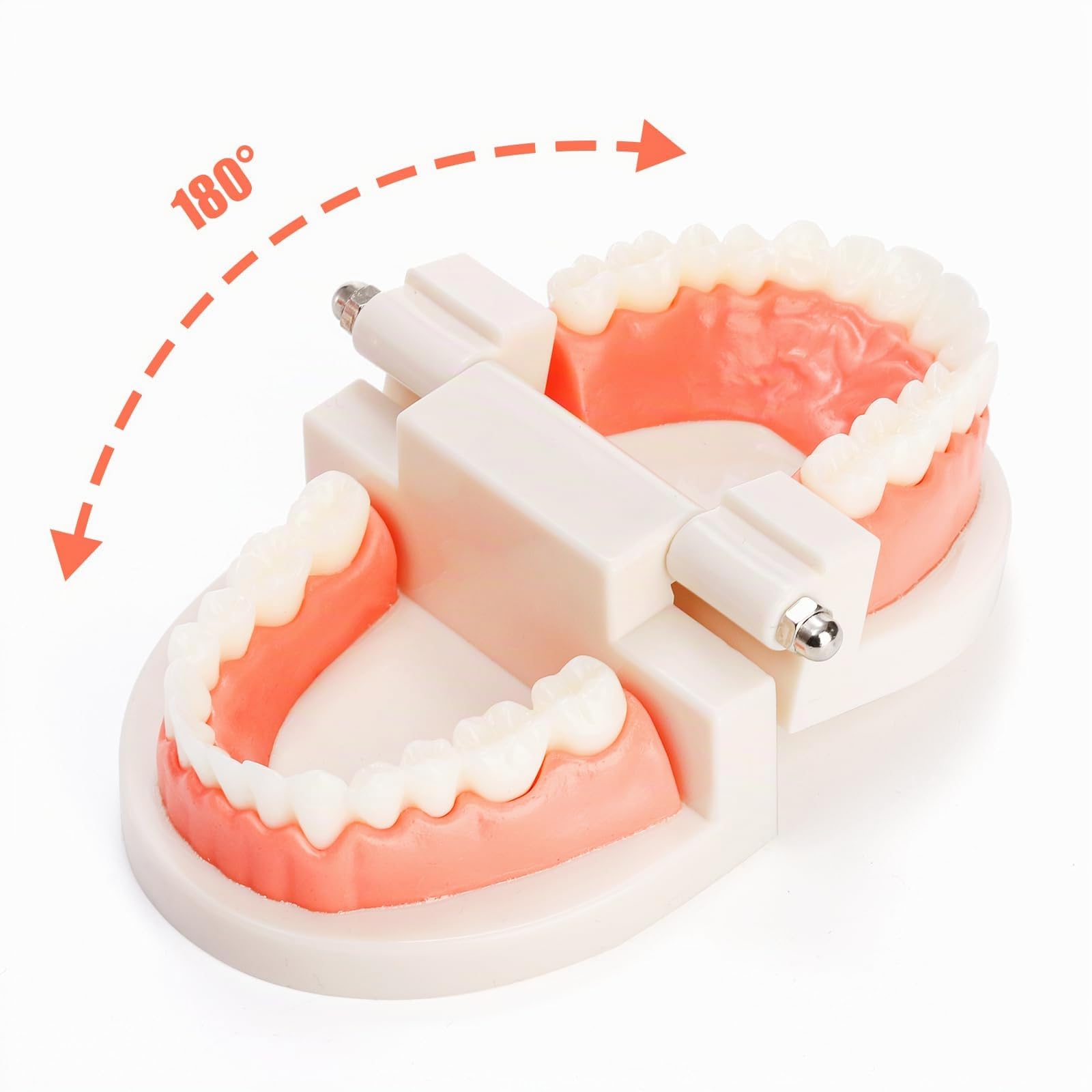 ZENFUN Lot de 6 modèles dentaires de démonstration dentaire pour étudiants, modèle de dents standard, bouche artificielle pour l'enseignement, dentiste, étudiant dentaire, affichage propre