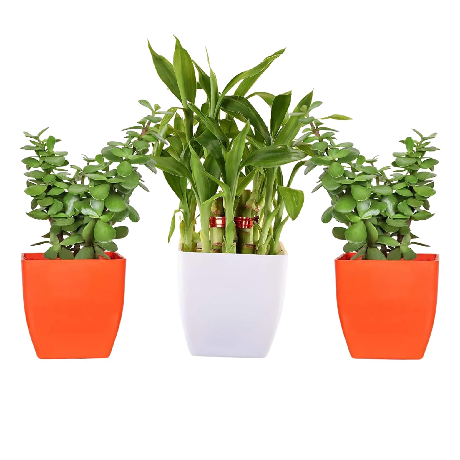 See full amazon price history chart for Phulwa Combo Set of 3 Airpurifying Good luck Live Bamboo Tree and 2 Jade Plant With beautiful Pot, Indoor & Outdoor decoration, Home & office Décor,Plant for Gifting,Pack of 3 Phulwa Combo Set of 3 Airpurifying Good luck Live Bamboo Tree and 2 Jade Plant With beautiful Pot, Indoor & Outdoor decoration, Home & office Décor,Plant for Gifting,Pack of 3 (B0C8NX512Y) Amazon Price History, Amazon Price Tracker