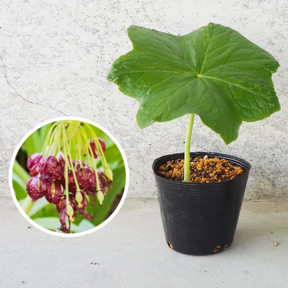 Amazon.co.jp: 中国 八角連(ハッカクレン) 3.5号ポット 1個売り【品種