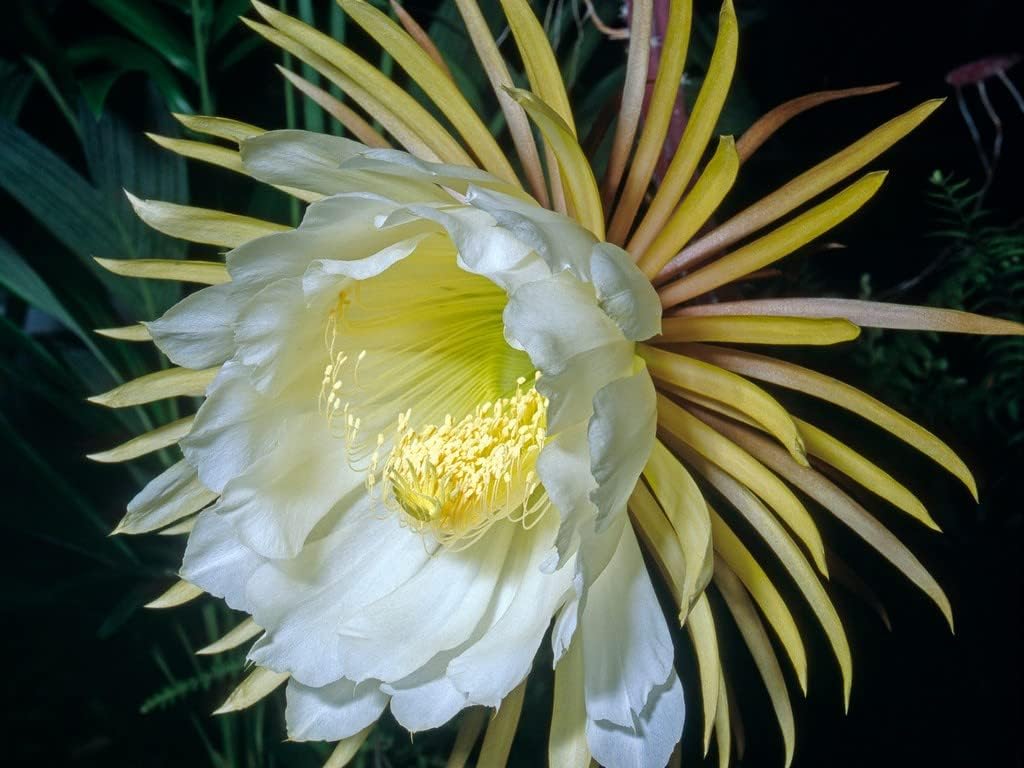 See full amazon price history chart for Pink Brahma Kamal Nishi padmaa Queen of The Night Plant Pink Colour- 1 Live Plant Pack Of 1 Pink Brahma Kamal Nishi padmaa Queen of The Night Plant Pink Colour- 1 Live Plant Pack Of 1 (B0CWZ8DLZM) Amazon Price History, Amazon Price Tracker