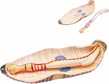 Earthworm Anatomy Model, Earthworm Annelid Invertebrate Anatomical Model, Experimental Teaching Model for Junior and Senior high School Biology for School Tool