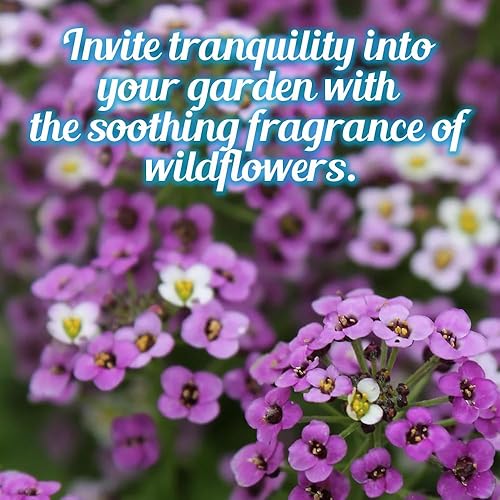 Miniatura 5 de Mezcla de semillas de flores silvestres fragantes, 1 oz, semillas aromáticas anuales y perennes de flores silvestres - Crea el jardín perfecto.