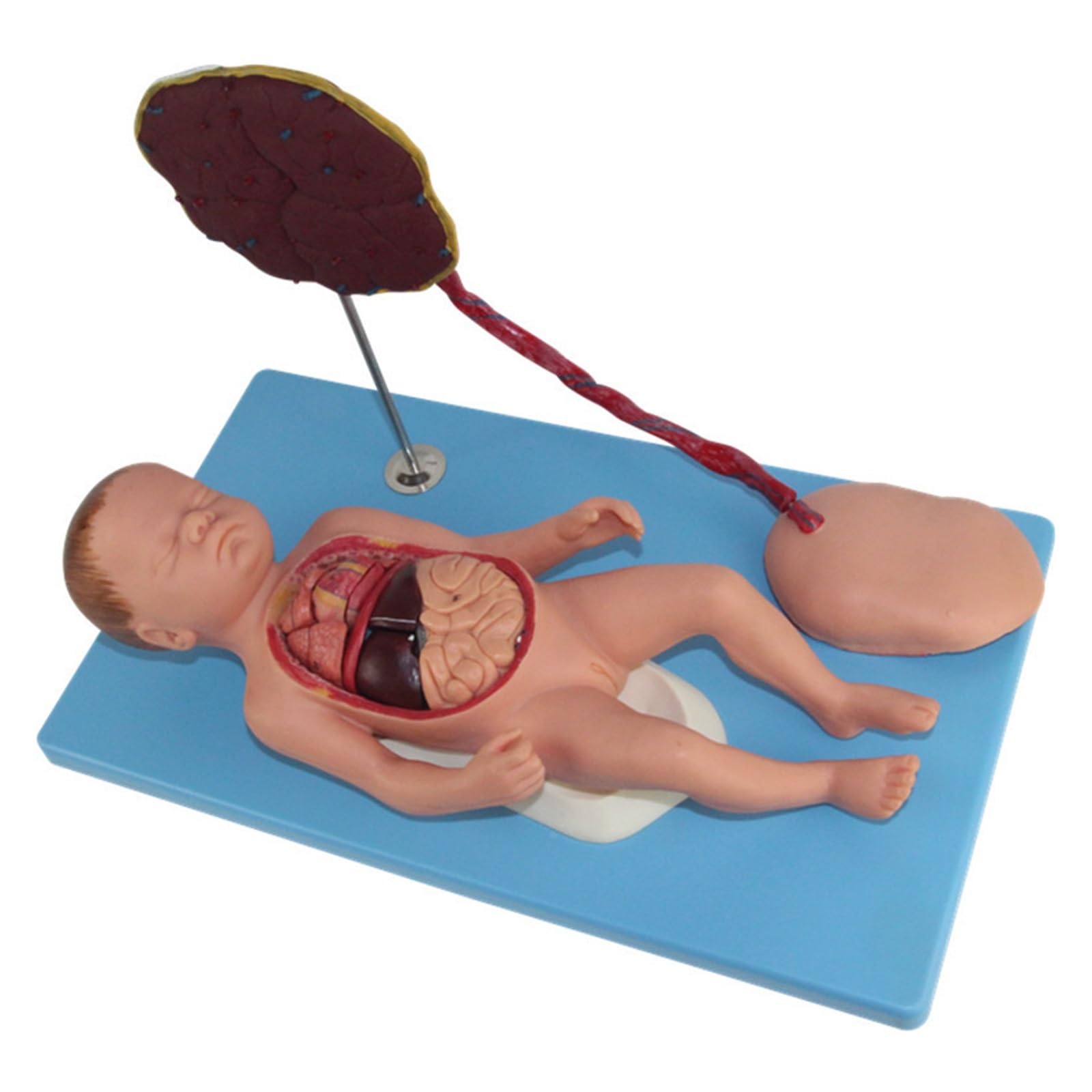 Modèle d'anatomie des viscères néonatals avec fœtus à terme et placenta amovible en 6 parties