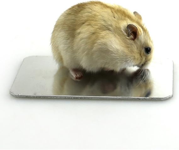 Amazon Qzsky ハムスター夏用品 ハムスター ひんやりプレート アルミクールマット 夏対策 熱中症防止保冷 涼しい 小動物用品 ペット用品 ペット用品 通販