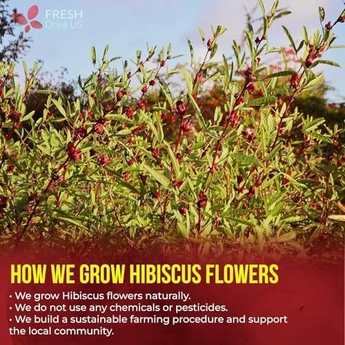 FRESHDRINKUS 140 Hibiscus Flowers Tea Bags, 100% Natural, Pure from Hibiscus Flowers. Loose Flower Hibiscus Herbal Tea. Hibiscus Flower Tea. No Sugar, No Caffeine, No Gluten, Vegan. — view 4
