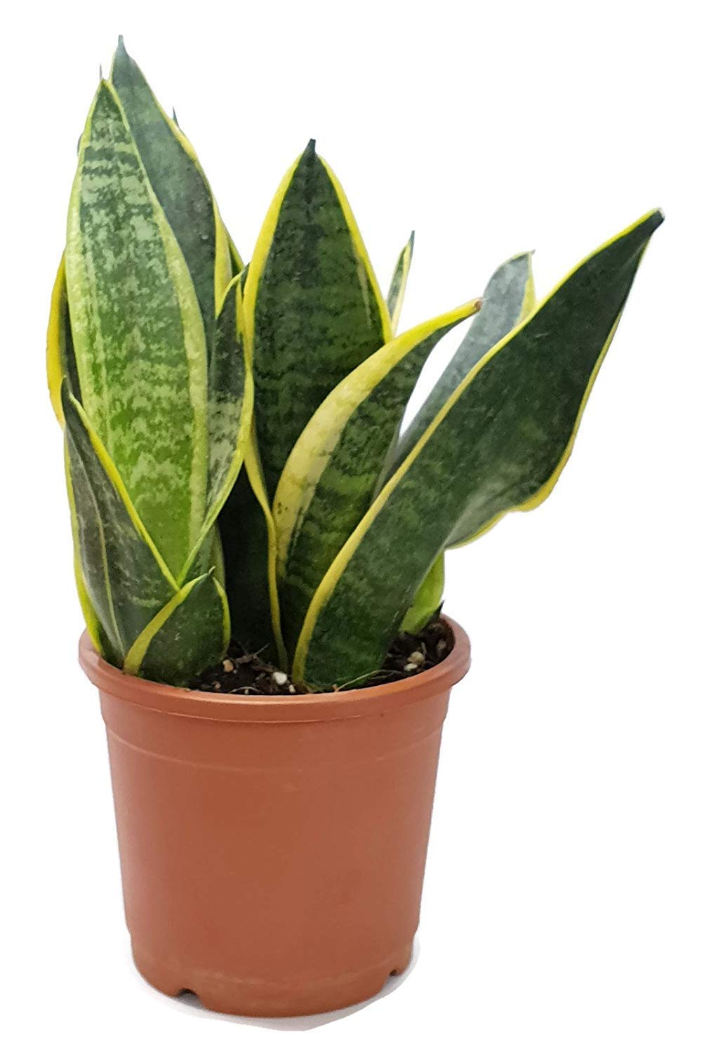 PlantaZee Air Purifying Dwarf Snake Plant - Sansevieria- Mother-in-Law?s Tongue (B07NDXW23X) Amazon Price History, Amazon Price Tracker