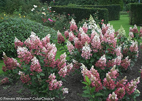 1 Gal. Pinky Winky Hardy Hydrangea (Paniculata) Live Shrub, White And Pink Flowers #TOP5