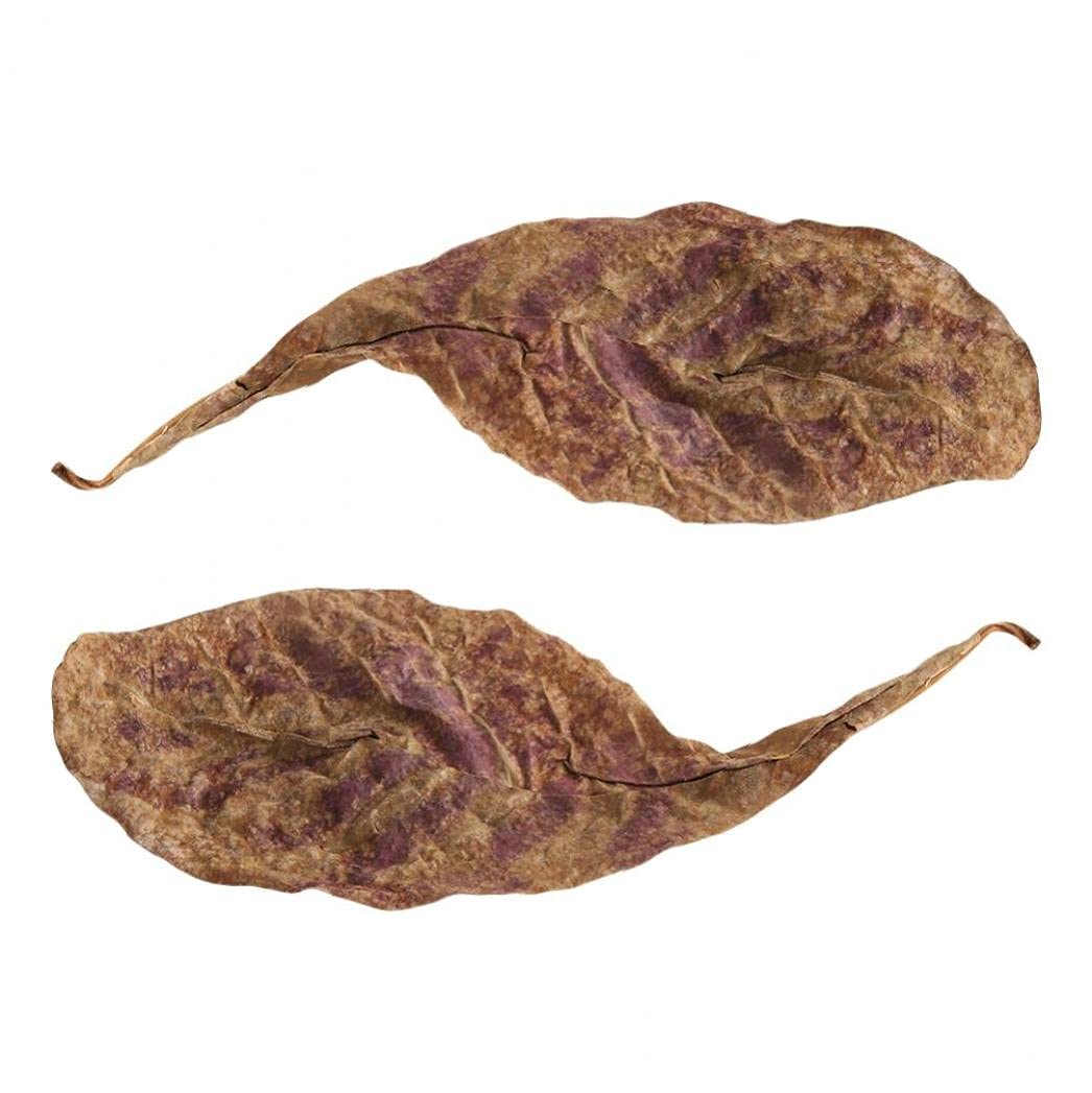 Amazon.co.jp: マジックリーフ 水質を向上する 水槽用 熱帯魚