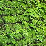 150 Piezas Semillas De Musgo Resistentes, Musgo De Turba, Musgo De Plato, Plantas Hidropónicas, Plantas Decorativas (Briofita) Plantas De Jardín De Rocas Resistentes Sombra De Semilla
