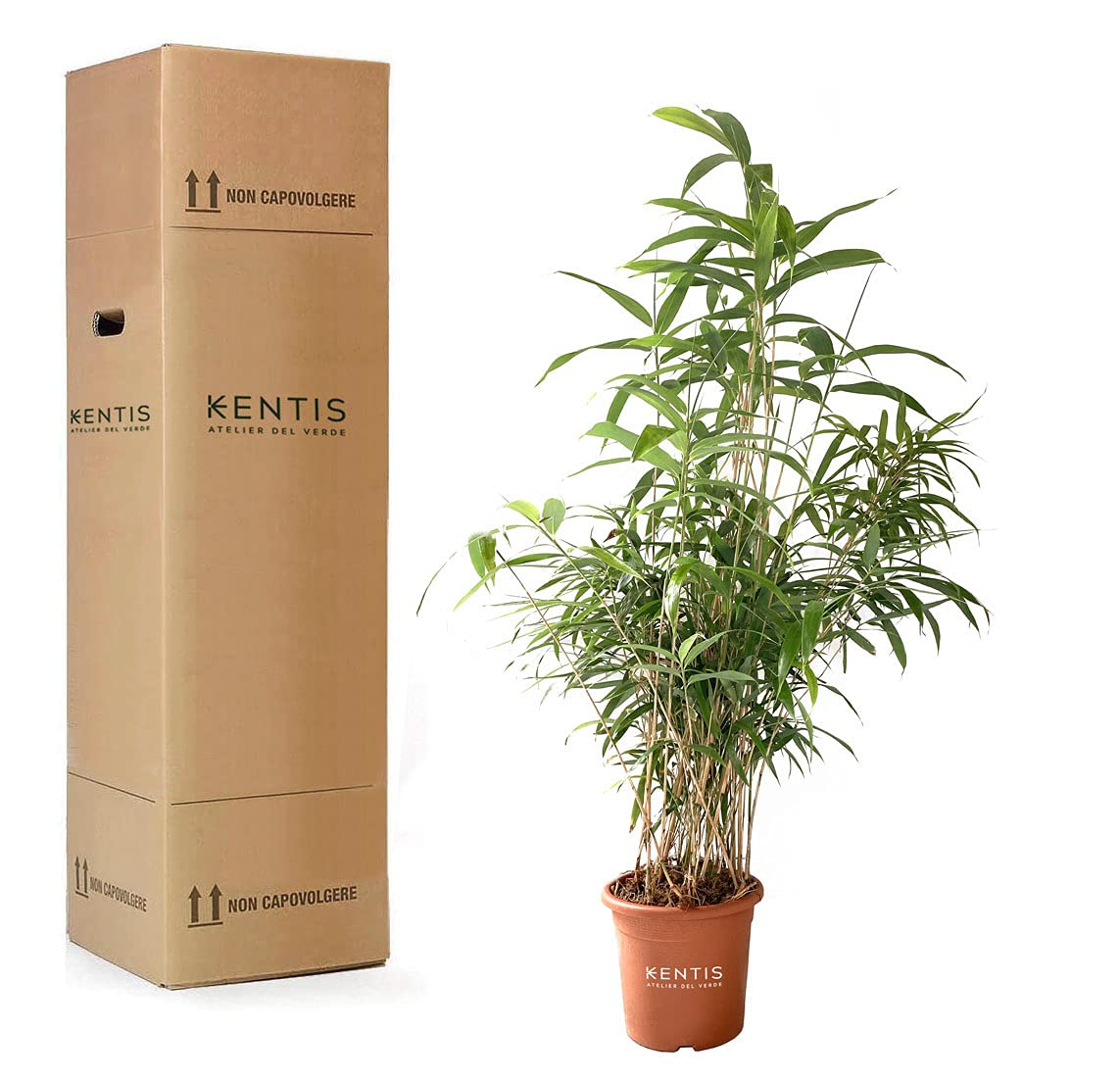 KENTIS - Bambusa Metake Pseudosasa Japonica - Bambou Plante Verte d’éxterieur - Plante de Haie - H 100-120 cm Pot de Ø 24 cm