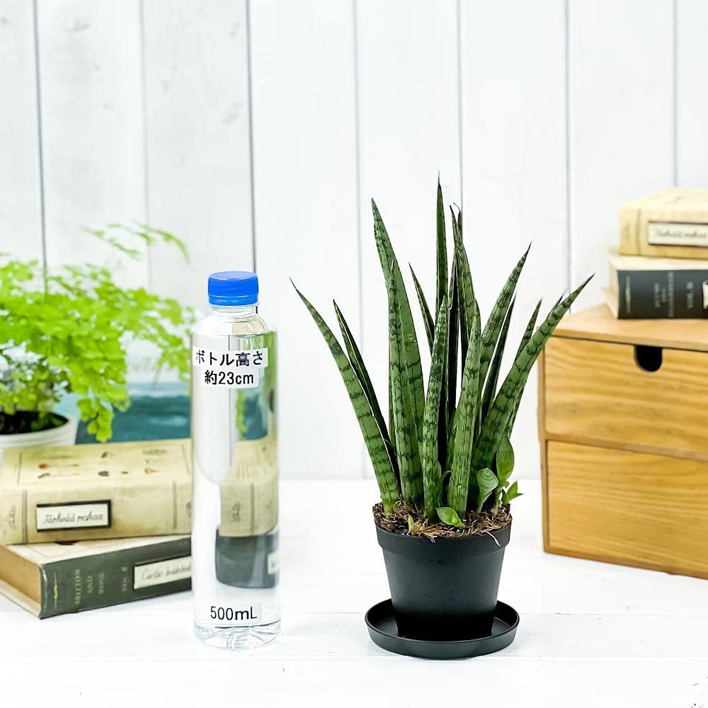 Amazon.co.jp: PLANCHU 観葉植物 サンセベリア レディチャーム ミカド 