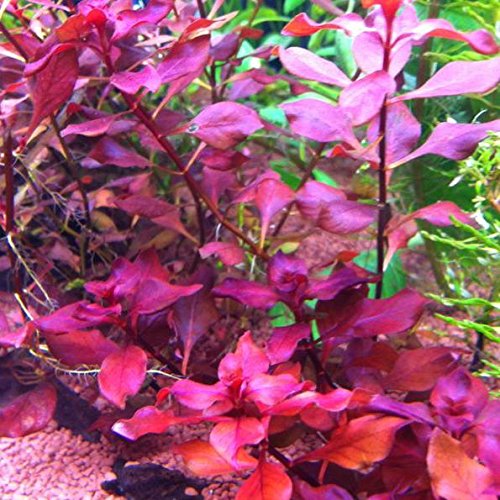 Ludwigia sp. Super Red – Plantas para acuarios