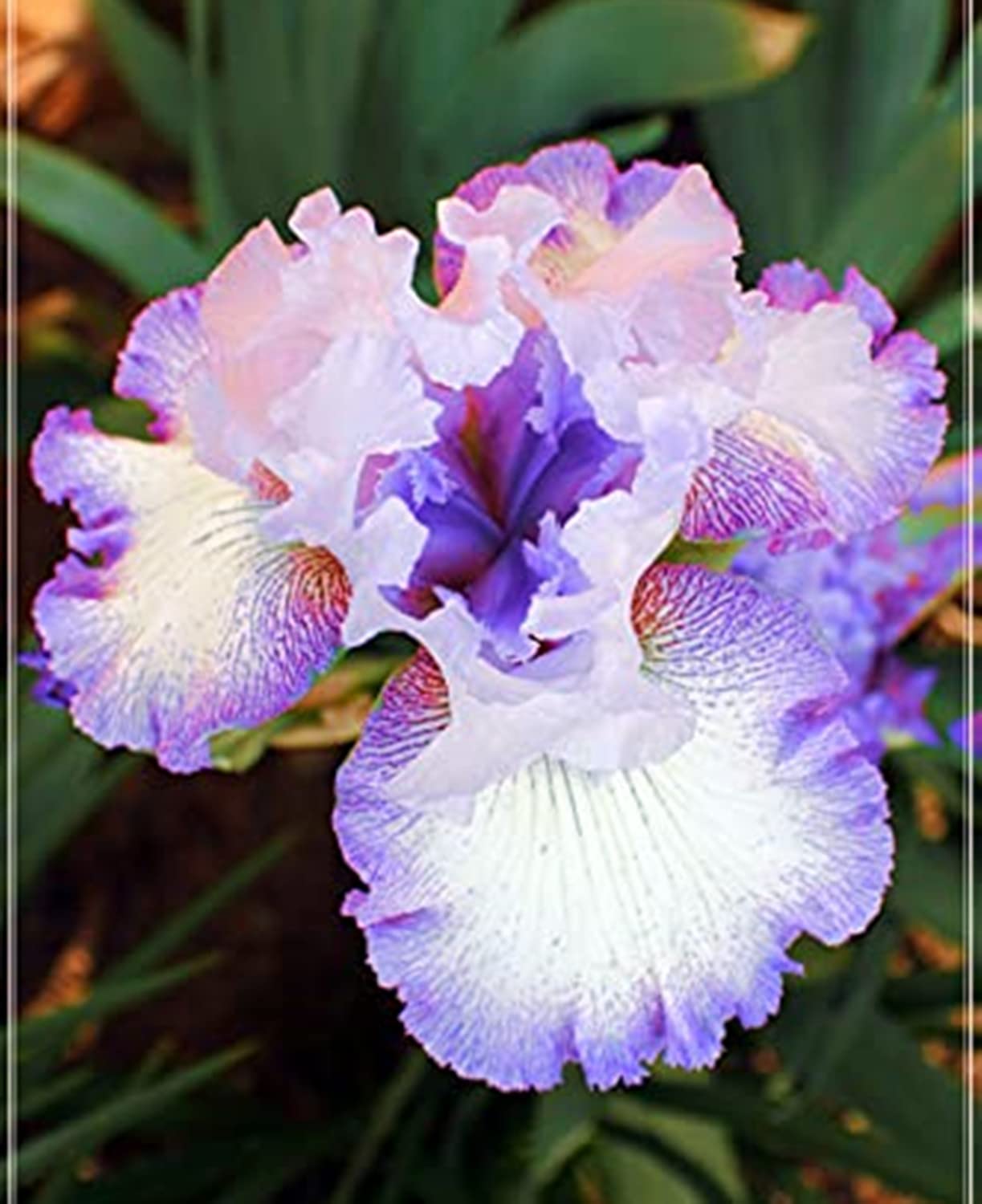 Hardy Perennial, Iris Bulbs, Greening Flower, Garden Flowers, Plant Bulbs, Wedding, Iris Bulbs for Planting Now UK, Natural Organic, 15bulb-d