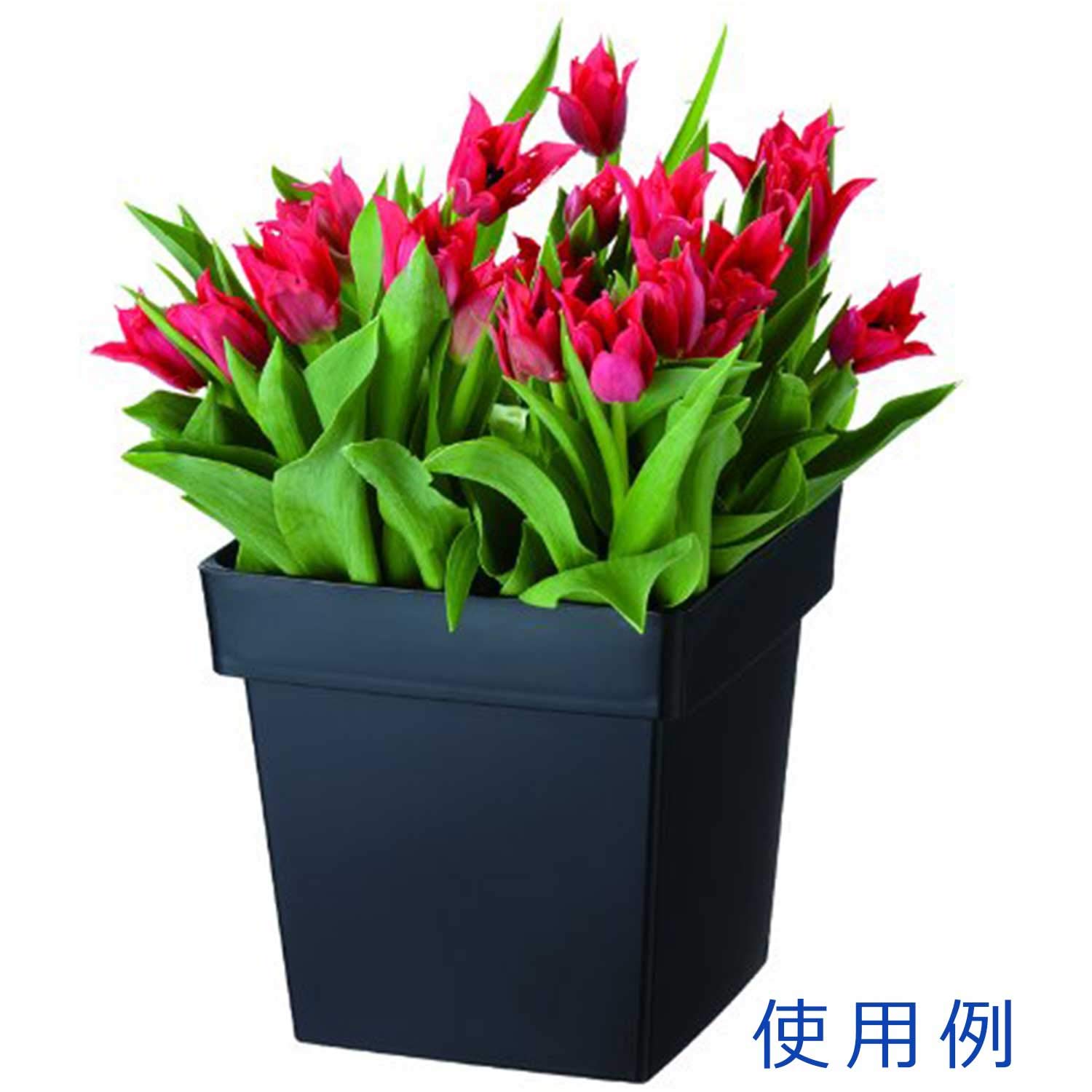 Amazon.com: Yamato Plastic Decorte S200 Type 8.1 x 8.1 x 7.9