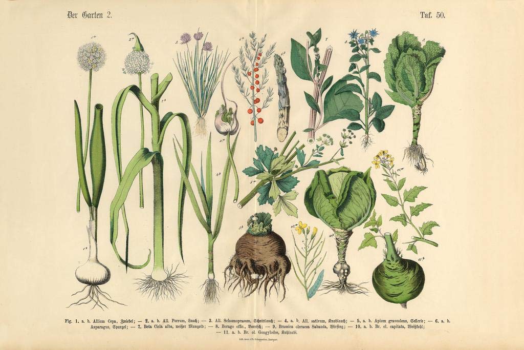 Vegetables Fruit and Berries of the Garden Victorian Botanical Illustration Cool Wall Art Print Poster 36x24