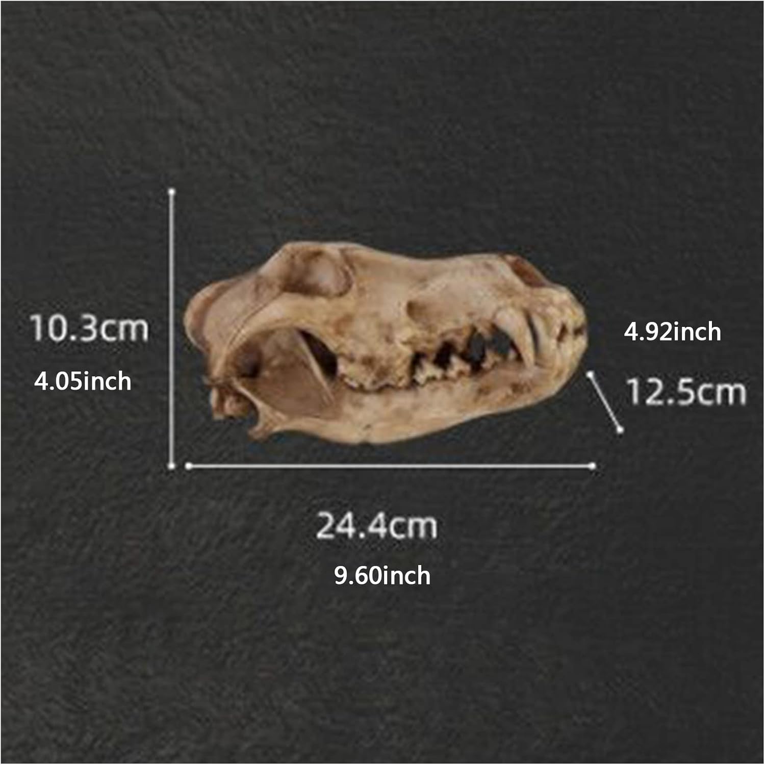 Wolf Skull Head Model, Study Model Animal Bone Fossils Wolf Skull Replica Resin Crafts for Home bar Decoration, Popular Science Teaching Props Ornaments