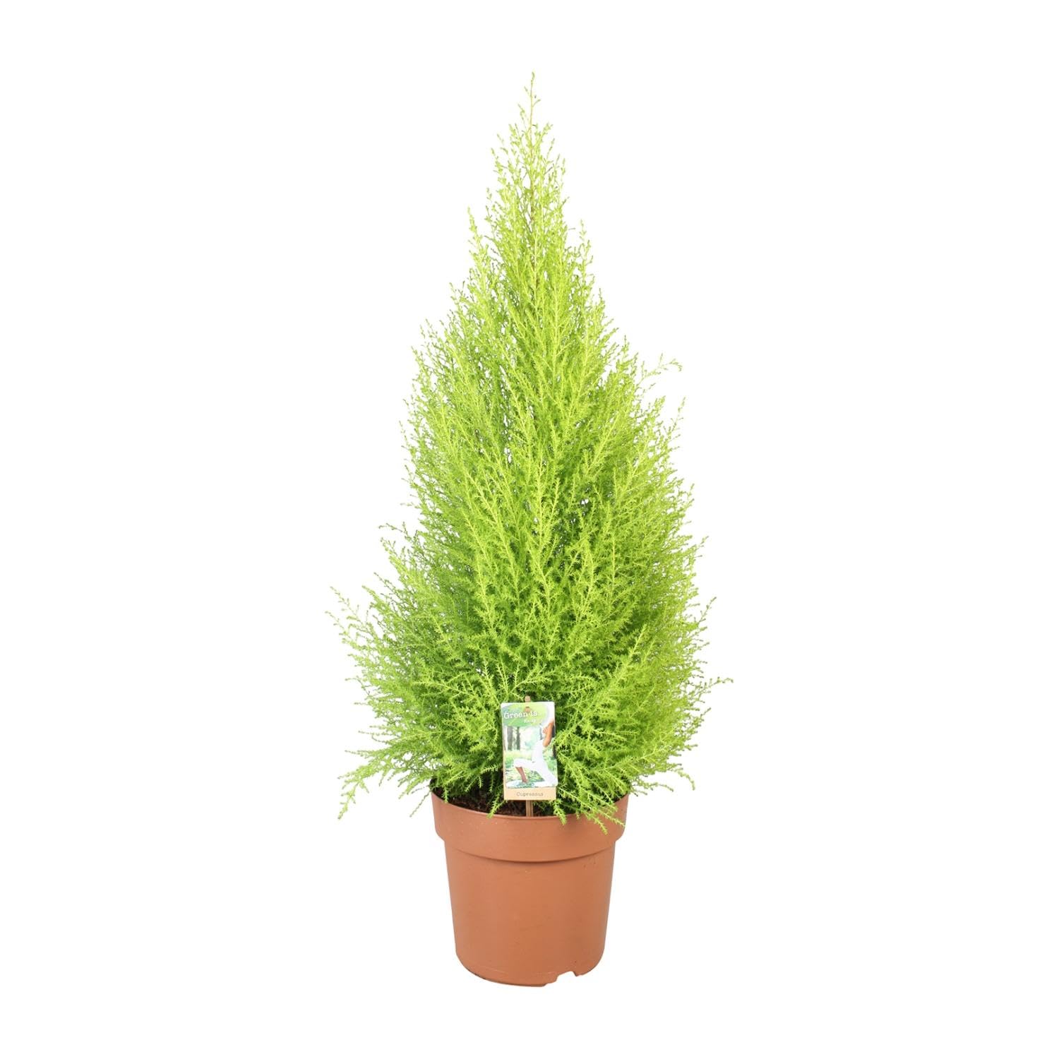 Cupressus Goldcrest Wilma - 80-90cm - Ø21cm - Pianta d'appartamento - Sempreverde