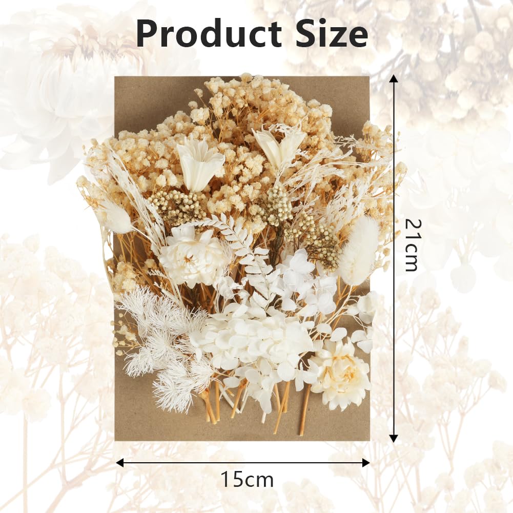 Fiori Secchi Naturali e Pressati per Artigianato, Resina, Scrapbooking, Creazione di Gioielli e Decorazioni Floreali Fai da te