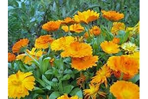Calendula 100+ Seeds Newly Harvested, Beautiful Vivid Golden Blooms