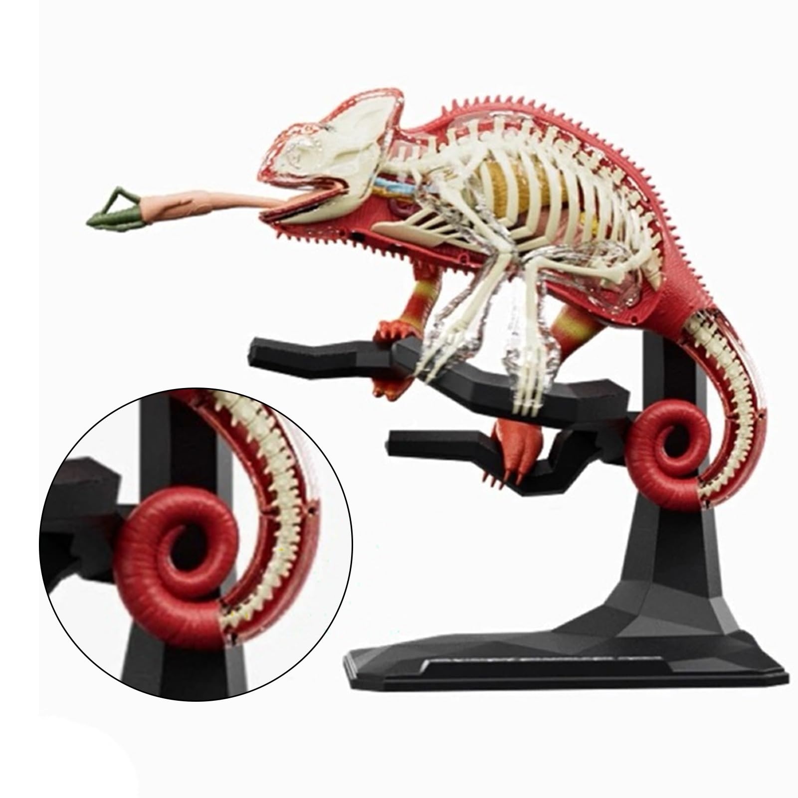 Amazon.co.jp: HUANGENG トカゲ解剖モデル 取り外し可能な臓器ボディ