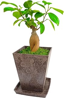 Amazon Co Jp 食虫植物 ハエトリソウ