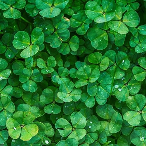 Mikroklee - Weißklee Trifolium repens 500g - Rasenklee bereichert den Rasen - Klee Samen zur Anlockung von Bienen -Saatgut für gleichmäßige, dichte Grasnarbe das ganze Jahr über