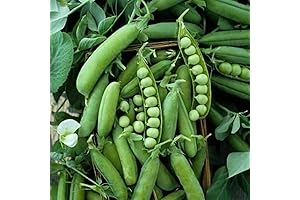 120 Early Frosty Pea Seeds: Sprout Your Culinary Adventure