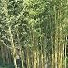 25+ Yellow bamboo seeds Phyllostachys Aureosulcata USA seller Gold Bamboo