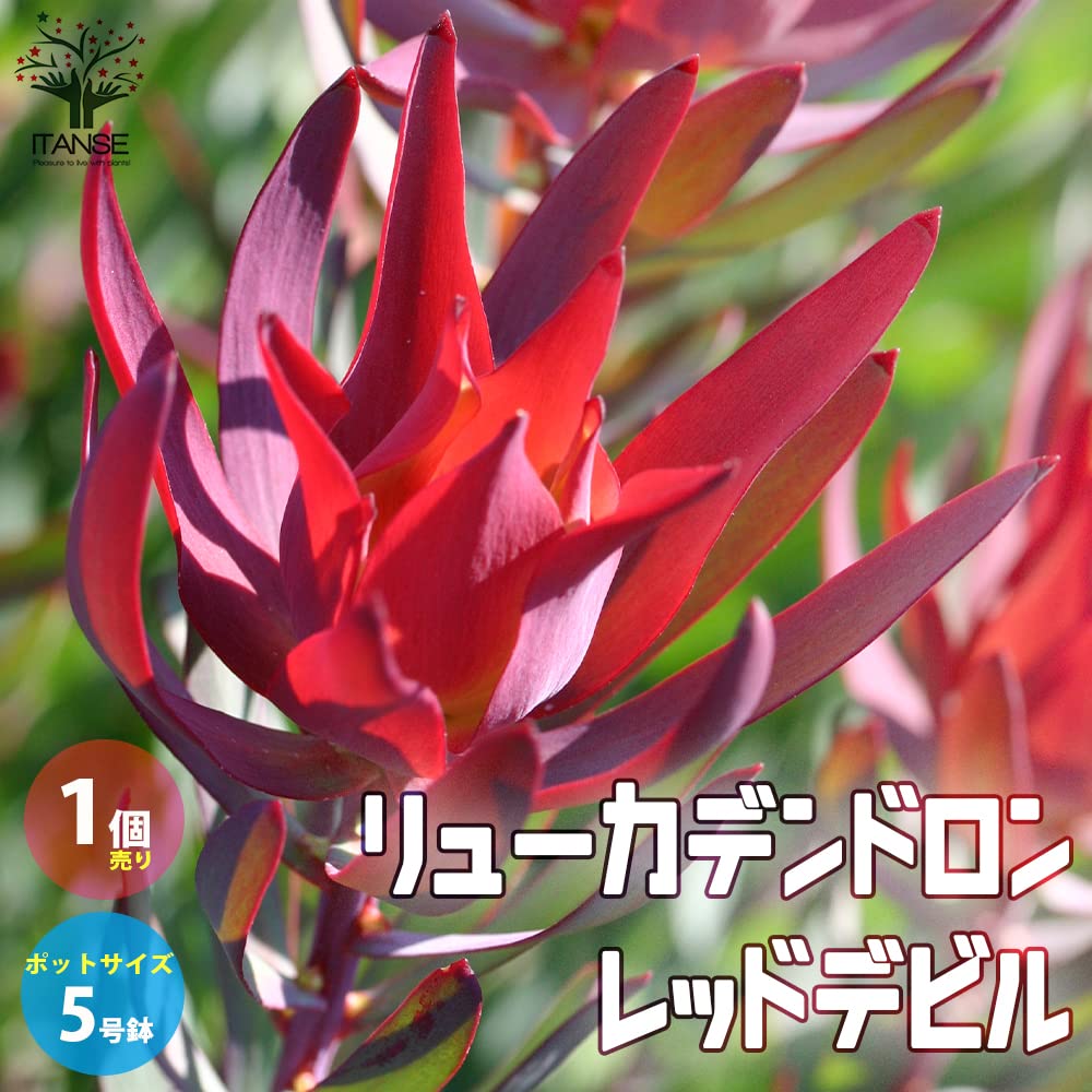 Amazon.co.jp: ITANSE リューカデンドロン・レッドデビル5号鉢