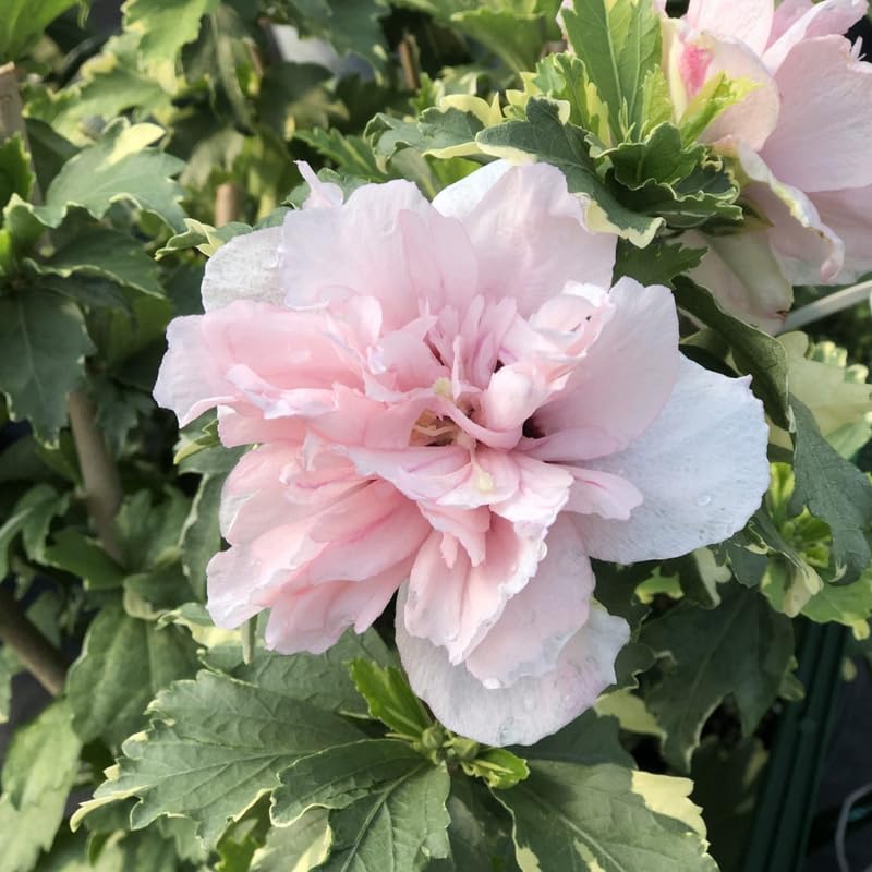 Pink Rose of Sharon Plant Live 4 Inch Container, Hardy Hibiscus Plant Live for Planting, Althea Hibiscus Syriacus Flowers