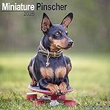 CALENDRIER 2025 PINSCHER NAIN (av) - CHIEN DE RACE PINSCHER + offert un agenda de poche 2025