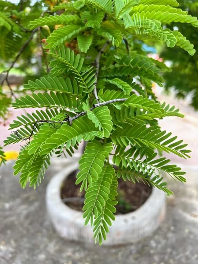 Image of Zxxyanbi Rare Live Indian Good Luck Shami (Prosopis cineraria) Flowers Plant (Height-1-2 Feet) Shami Original Hybrid Variety Lucky Plant For Home Garden Outdoor /Indoor Live Tree | Easy Care |