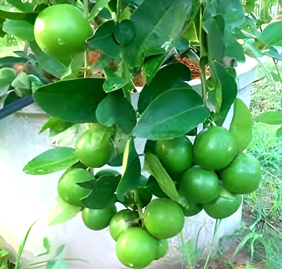 See full amazon price history chart for SEILOZBUNIA FARM- Original Desi Barmasi Patti Lemon Grafted Healty Live Plant For Garden Tree Pack Of One (Plant Height 1-2 feet) SEILOZBUNIA FARM- Original Desi Barmasi Patti Lemon Grafted Healty Live Plant For Garden Tree Pack Of One (Plant Height 1-2 feet) (B0CXMT54DZ) Amazon Price History, Amazon Price Tracker