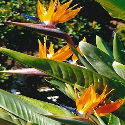 Tropica - 5 Seeds, Bird of Paradise Flower (Strelitzia Reginae)