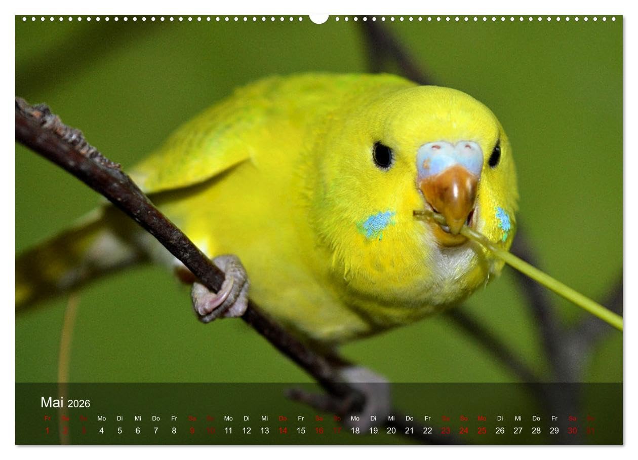 Wellensittiche - gesellige Freunde (hochwertiger Premium Wandkalender 2026 DIN A2 quer), Kunstdruck in Hochglanz: Bezaubernde Bilder niedlicher Wellis unterschiedlicher Farbgebung (CALVENDO Tiere)