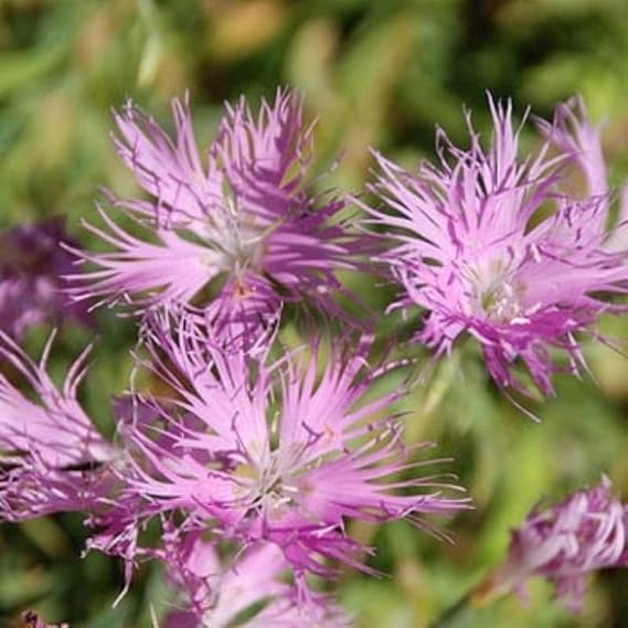 Dianthus Superbus Rose Abundant Scented Carnation Flower Seed (100 Qty)