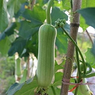 100pcs Loofah Seeds for Outdoor Planting Climbing Vegetables Heirloom Non-GMO Hardy Suitable for Novice Gardeners to Grow Loofah Seed