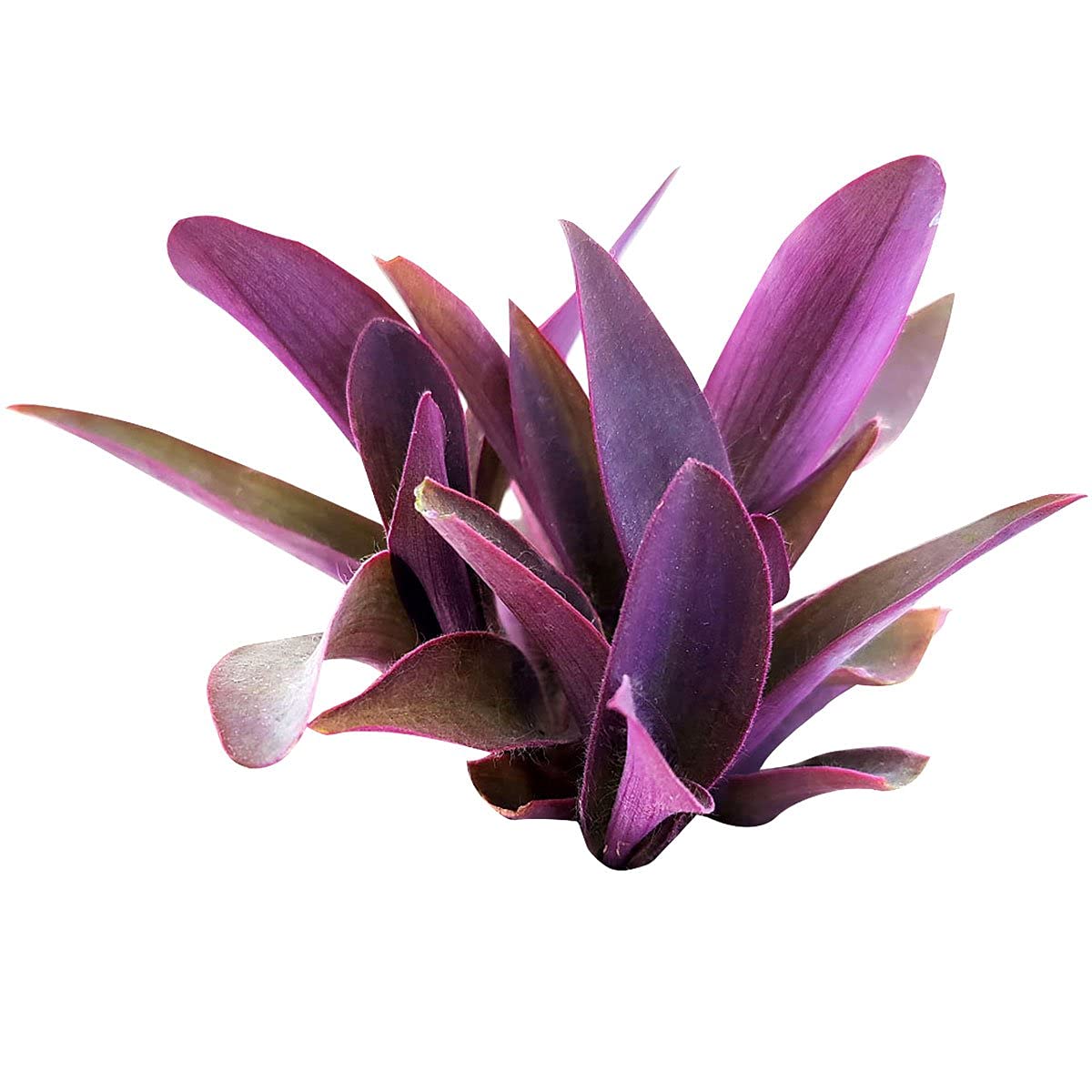 Tradescantia Pallida
