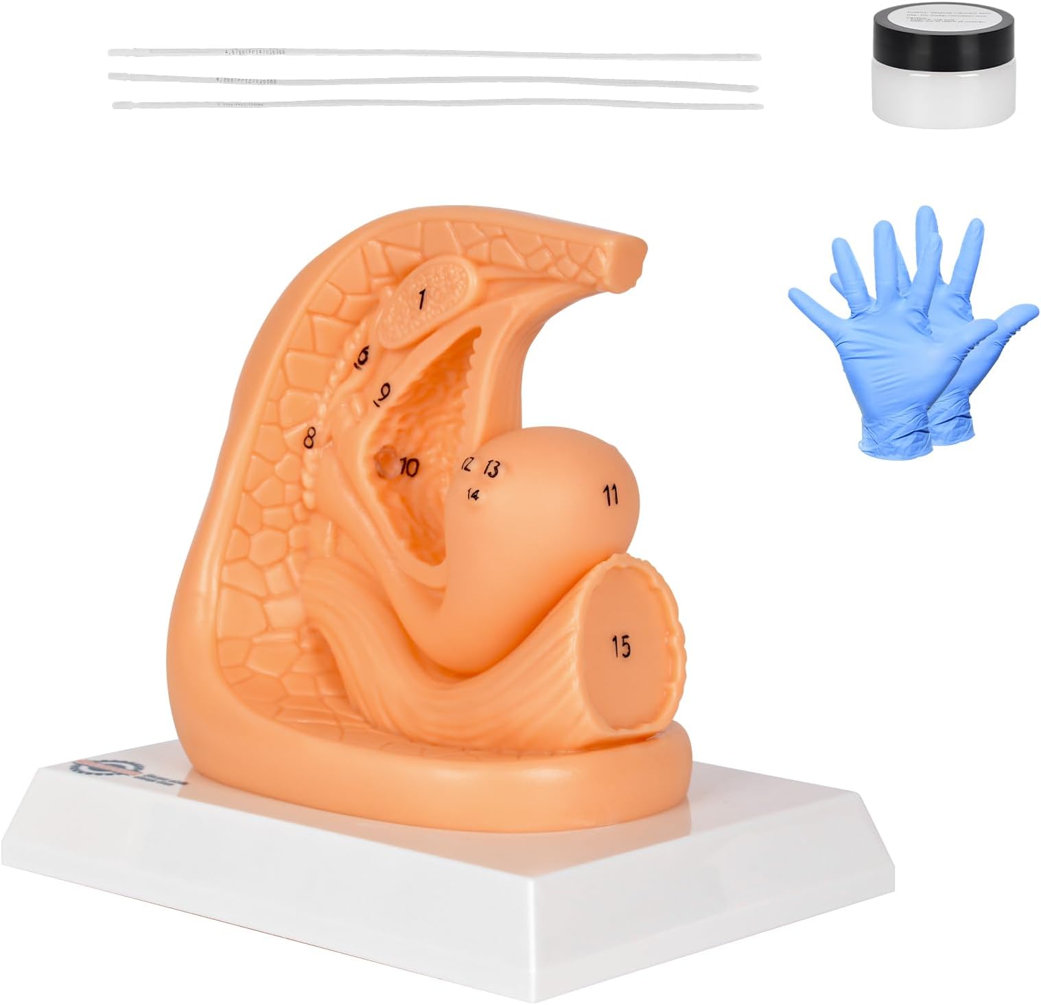 Female Urinary Catheterization Insertion Trainer, Catheter Insertion Practice Model with Numbered Anatomy, Nursing Skills Trainer for Medical Education