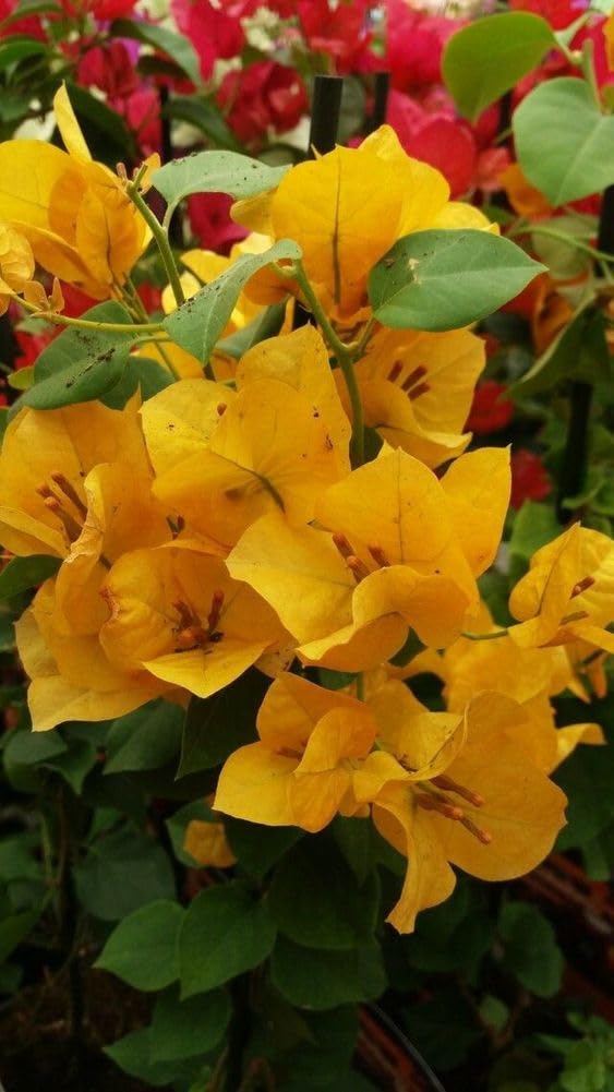 Live Rare Climbing Yellow Bougainvillea Spectabilis live plant Double flower Bougainvillea 1 Healthy Live Plant With Beautiful Black Pot (Yellow) (B0CT92RY3D) Amazon Price History, Amazon Price Tracker